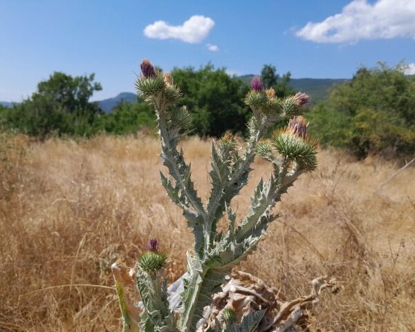 *Extrait alcoolique Bio : Chardon marie