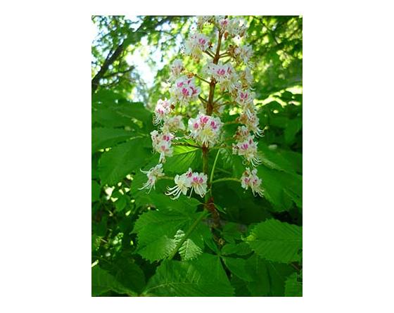 Elixir floral : Marronnier Blanc  30ml