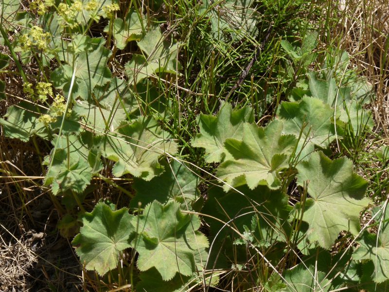 *Gélules bio : Alchémille (180 gélules)