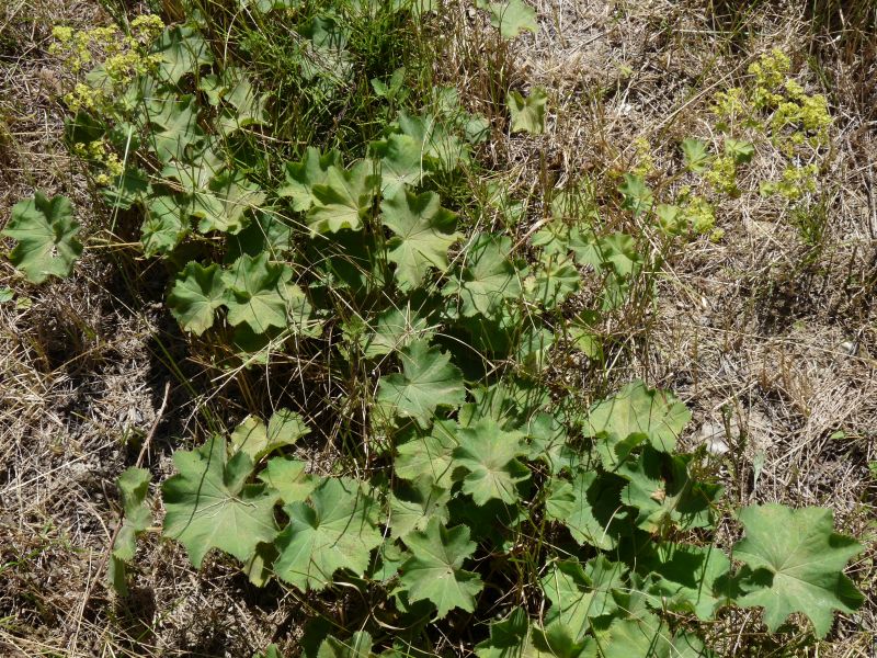 *Gélules bio : Alchémille (180 gélules) – Image 2