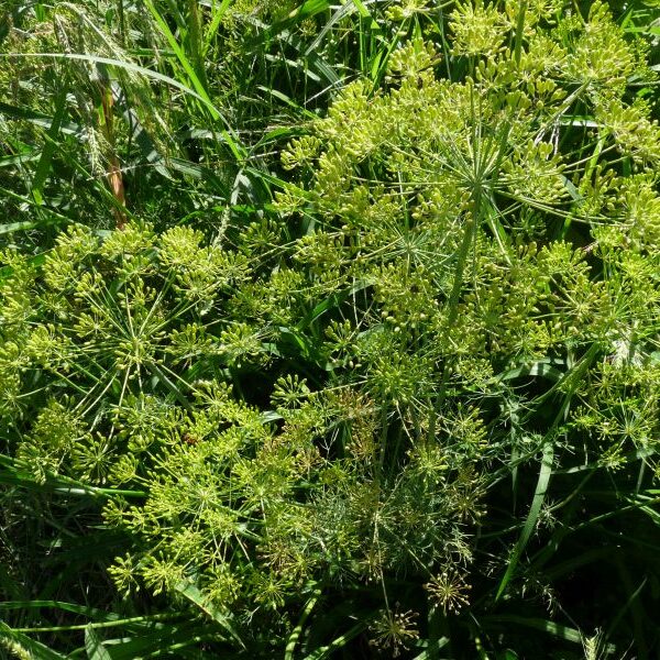 *Huile essentielle bio : Aneth 5ml