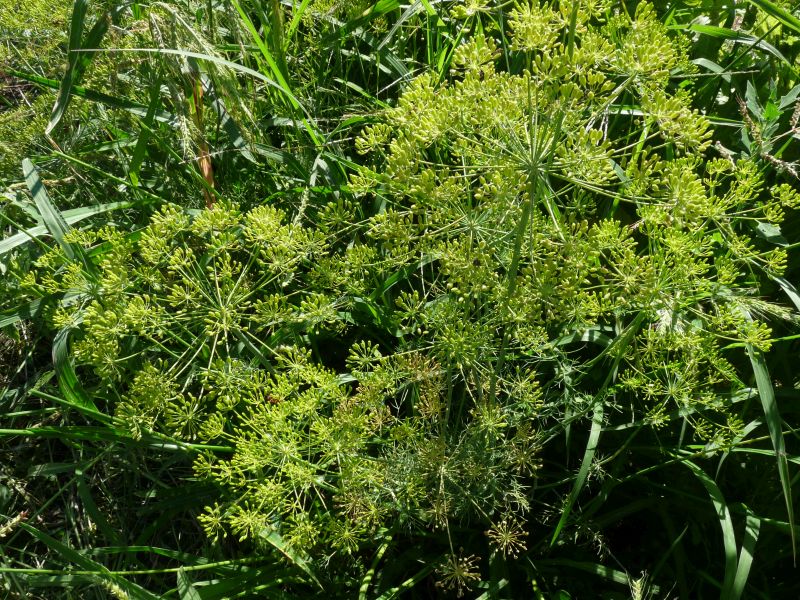 *Huile essentielle bio : Aneth 5ml