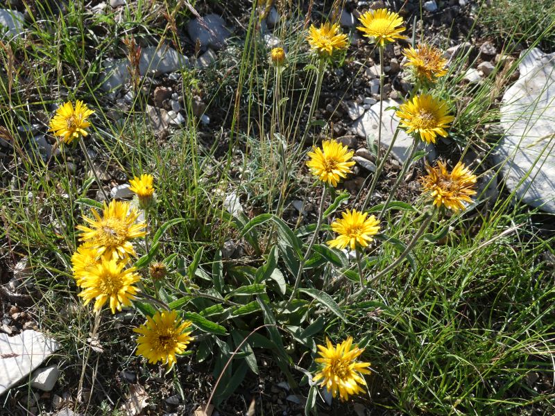 Elixir floral : Arnica de Provence 30ml