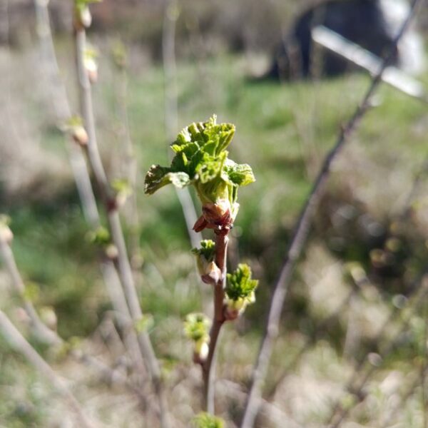 *Macérât bio de bourgeons : Cassis