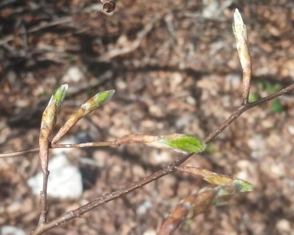 *Macérât bio de bourgeons : Hêtre