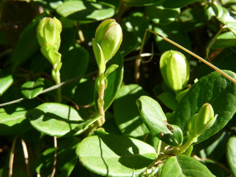 *Complexe de Bourgeons - Os Solides – Image 2