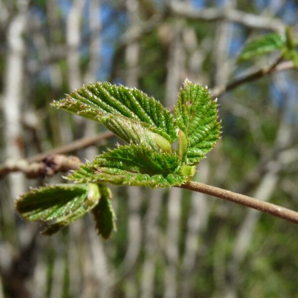 *Macérât bio de bourgeons : Noisetier