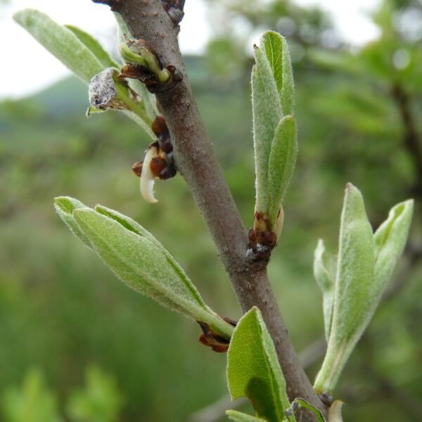 *Macérât bio de bourgeons : Poirier