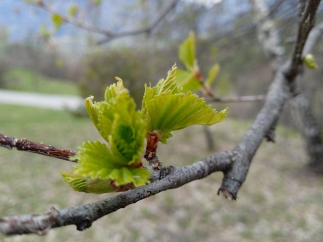*Complexe de Bourgeons - Os Réunis – Image 2