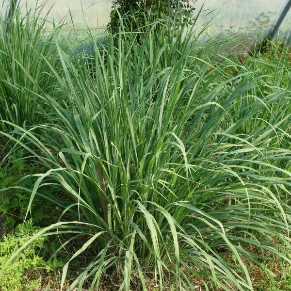 *Huile essentielle bio : Citronnelle de Madagascar