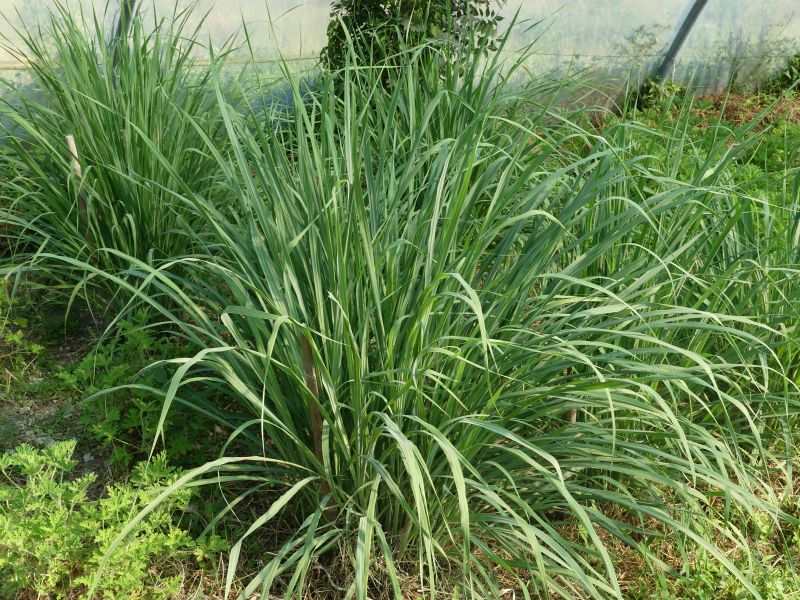 *Huile essentielle bio : Citronnelle de Madagascar