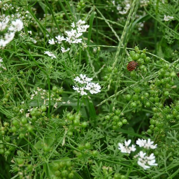 *Gélules bio : Coriandre (180 gélules)