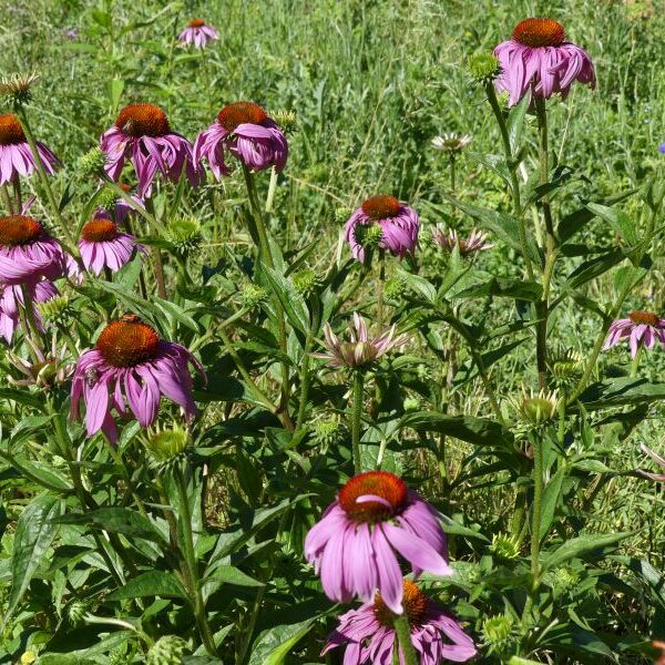 *Gélules bio : Echinacée (180 gélules)