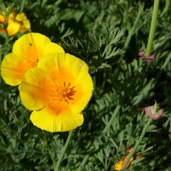 *Gélules bio : Eschscholtzia (180 gélules)