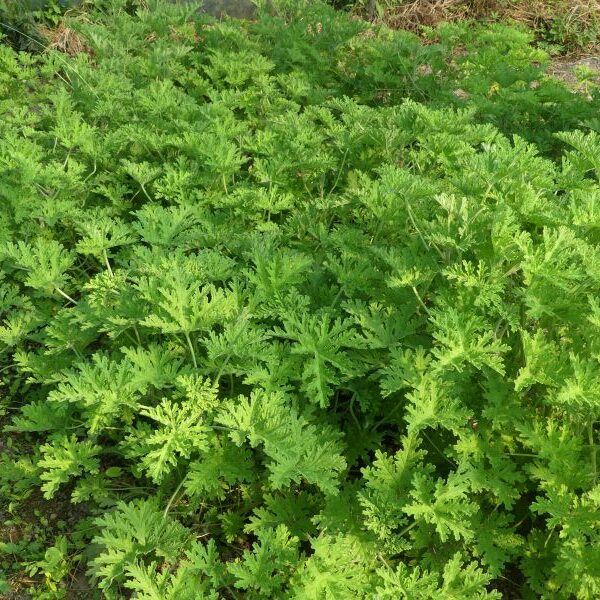 *Hydrolat (eau florale) bio : Géranium rosat