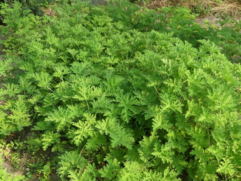 *Hydrolat (eau florale) bio : Géranium rosat