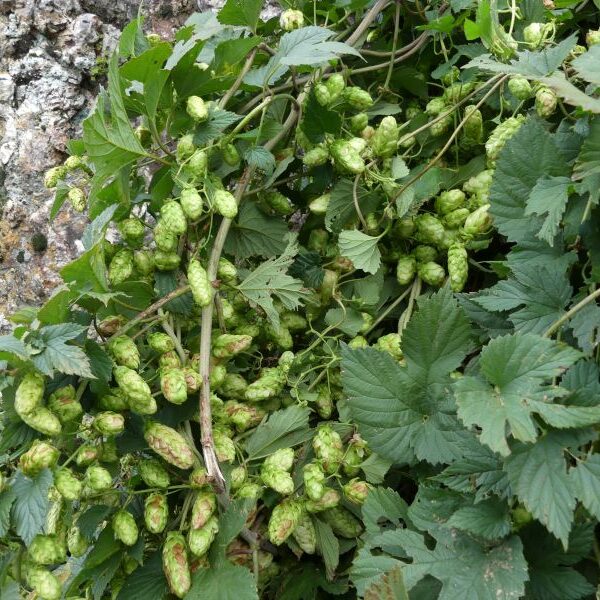 *Extrait alcoolique Bio : Houblon