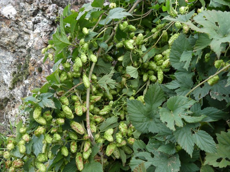 *Gélules bio : Houblon (180 gélules) – Image 3