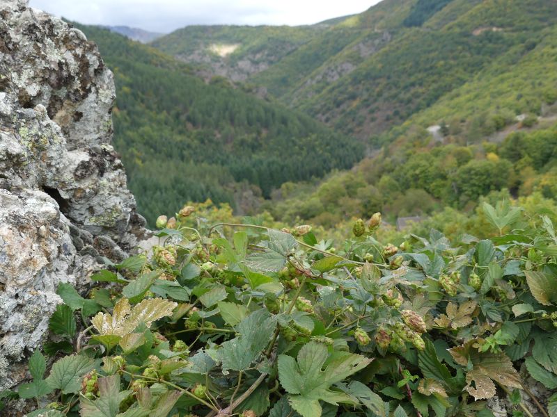 *Gélules bio : Houblon (180 gélules) – Image 2