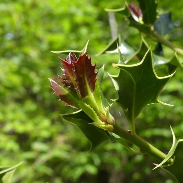 *Macérat bio de bourgeons : Houx