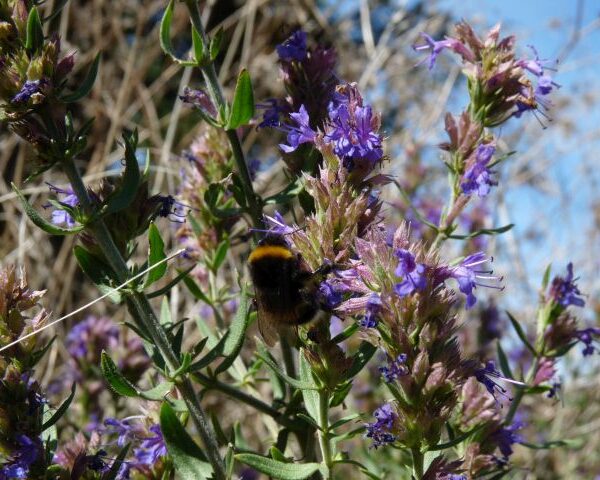 *Huile essentielle bio : Hysope