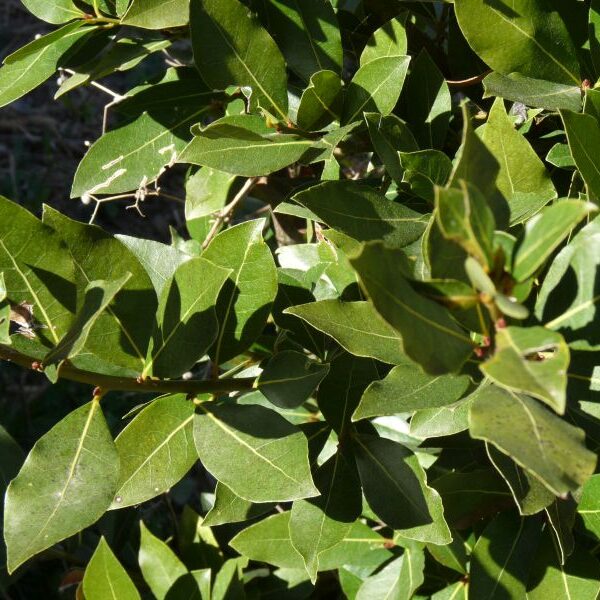 *Huile essentielle bio : Laurier noble 5ml