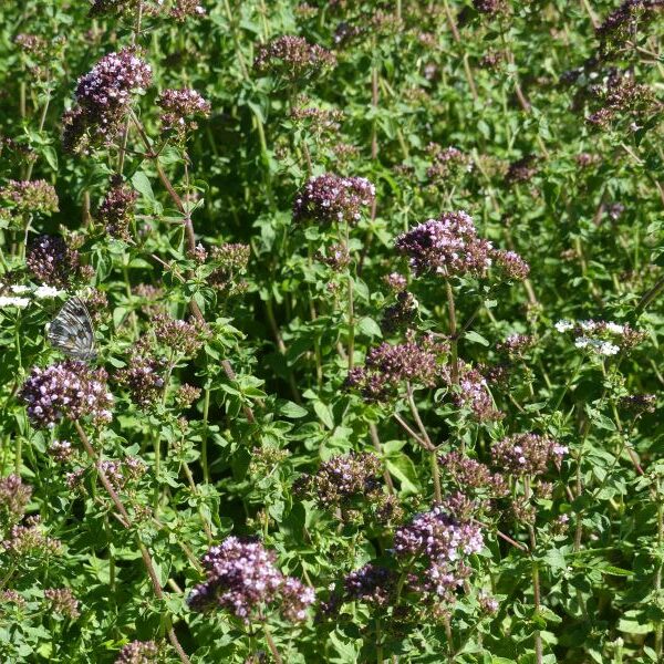 *Huile essentielle bio : Origan Marjolaine 5ml