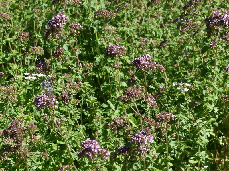 *Huile essentielle bio : Origan Marjolaine 5ml