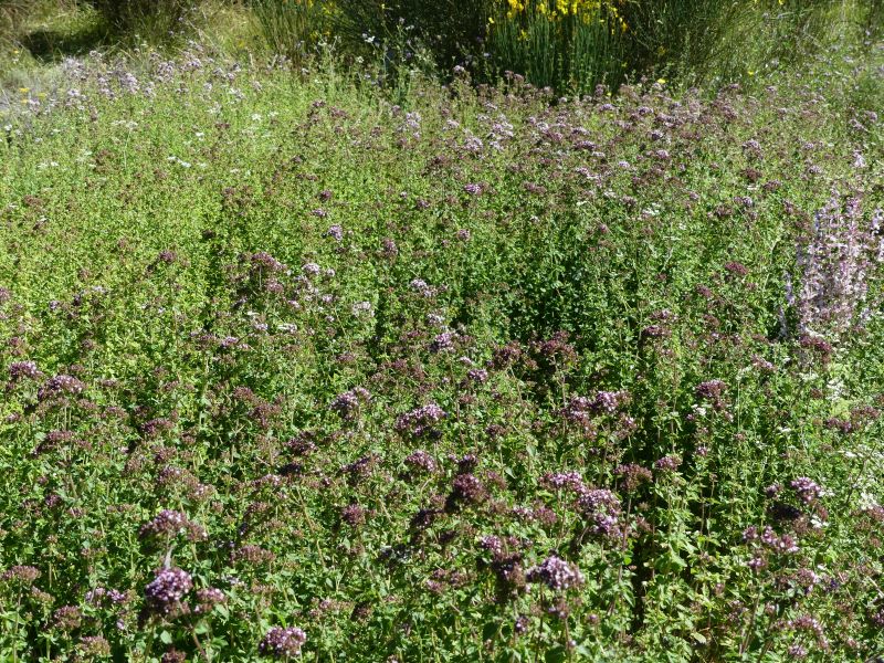 *Huile essentielle bio : Origan Marjolaine 5ml – Image 2