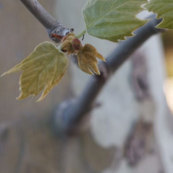 *Macérât Bio de bourgeons : Platane