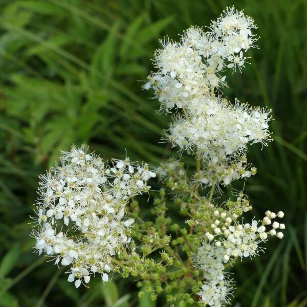 *Hydrolat (eau florale) bio : Reine des prés