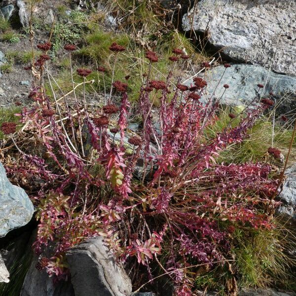 *Gélules bio : Rhodiola (180 gélules)