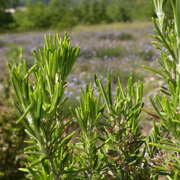 *Hydrolat (eau florale) bio : Romarin pyramidal