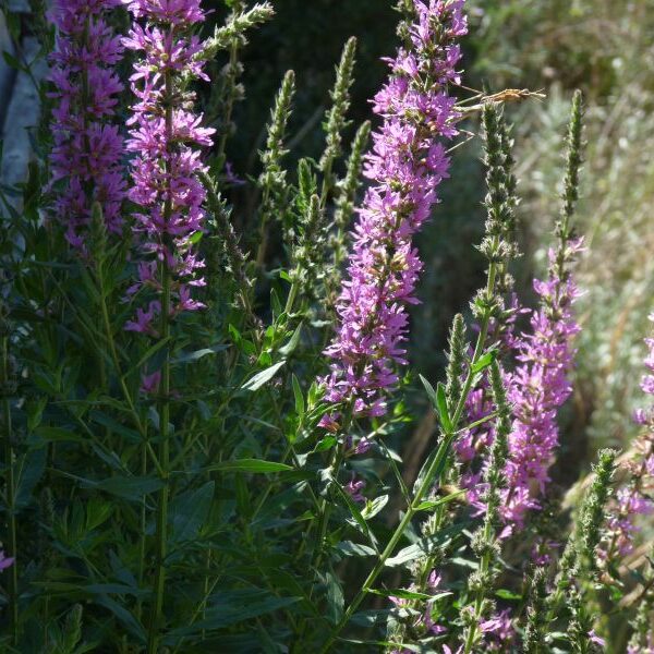 *Hydrolat (eau florale) bio : Salicaire