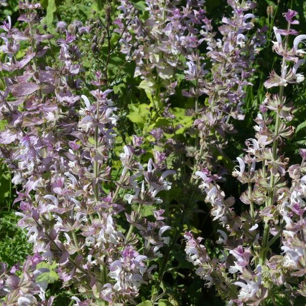 *Huile essentielle bio : Sauge sclarée