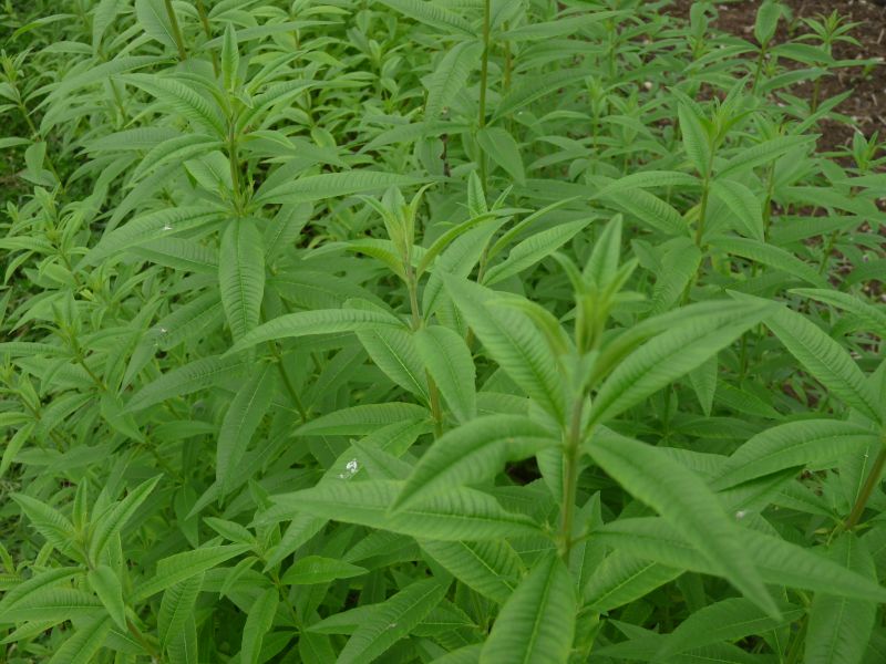 *Hydrolat (eau florale) bio : Verveine odorante