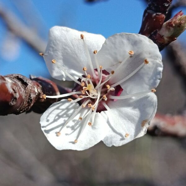 Elixir floral : Abricotier 30ml