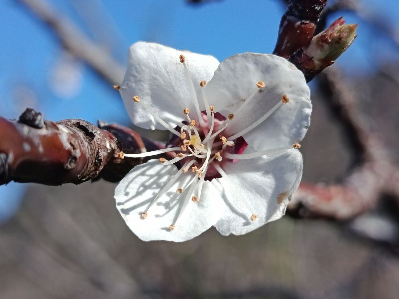 Elixir floral : Abricotier 30ml