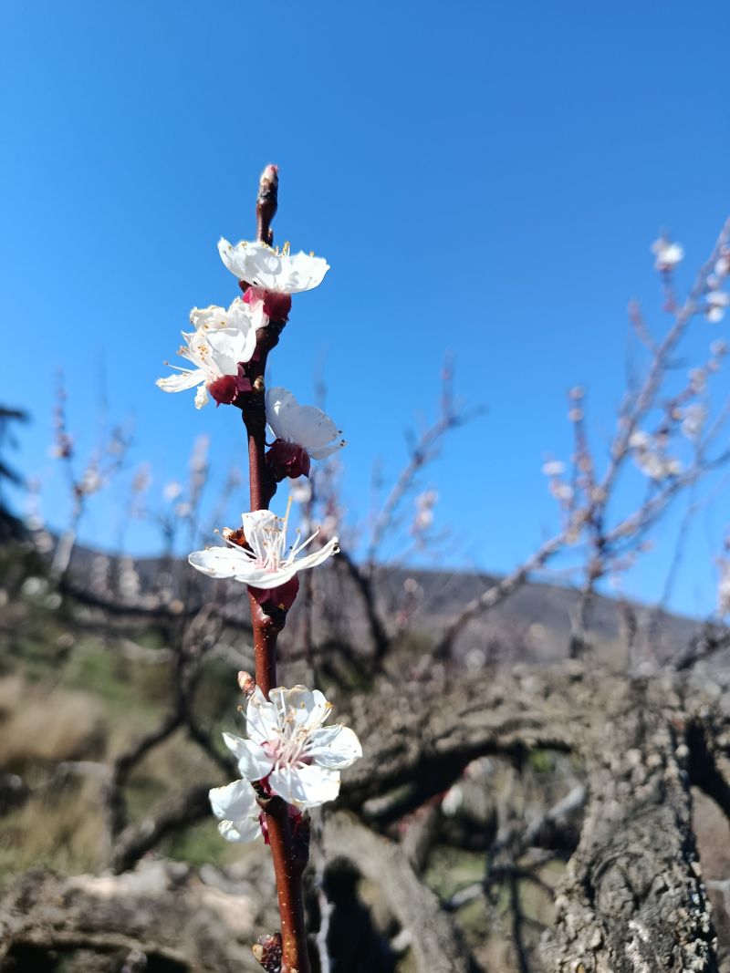 Elixir floral : Abricotier 30ml – Image 2