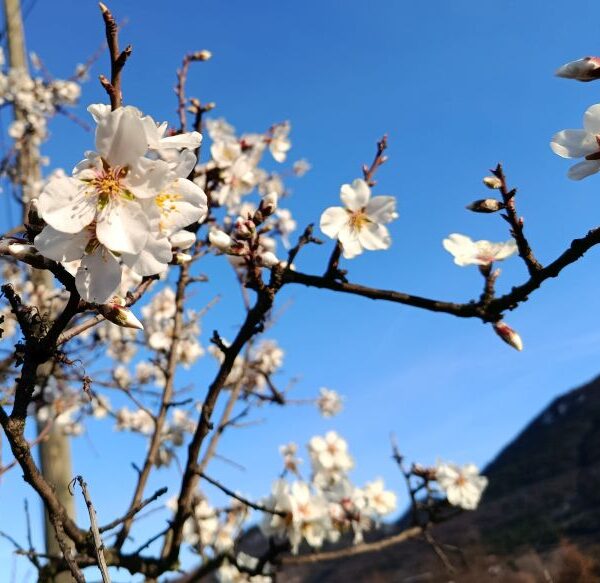 Elixir floral : Amandier 30ml