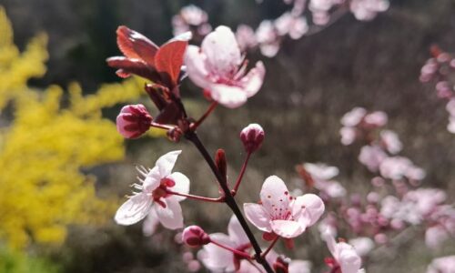 arbre judee feuilles