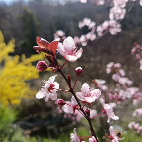 *Macérât bio de bourgeons : Arbre de Judée