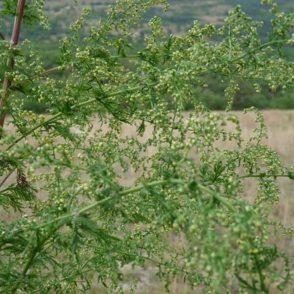 *Huile essentielle bio : Armoise annuelle 5ml