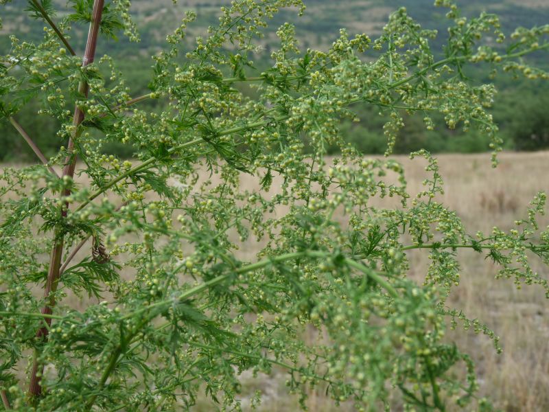 *Huile essentielle bio : Armoise annuelle 5ml