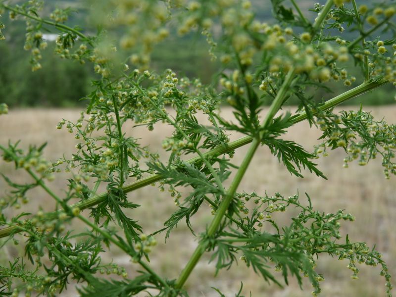 *Huile essentielle bio : Armoise annuelle 5ml – Image 2