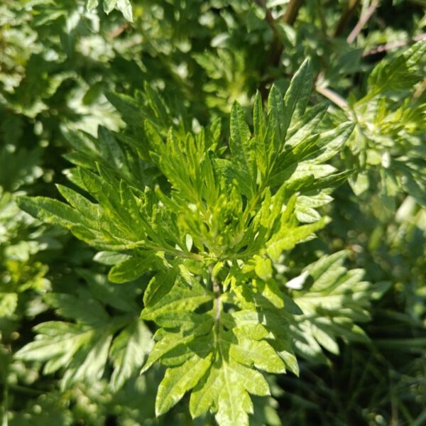*Hydrolat (eau florale) bio : Armoise vulgaire