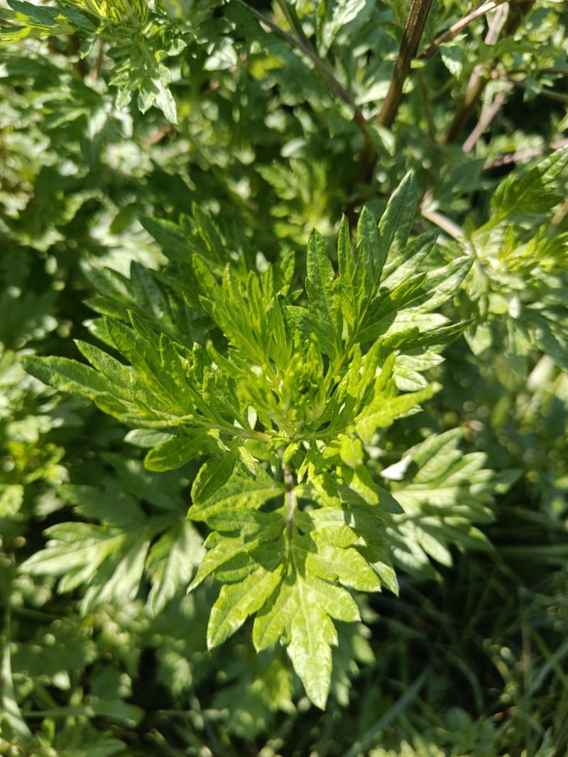 *Hydrolat (eau florale) bio : Armoise vulgaire