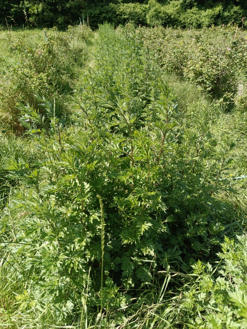 *Hydrolat (eau florale) bio : Armoise vulgaire – Image 2