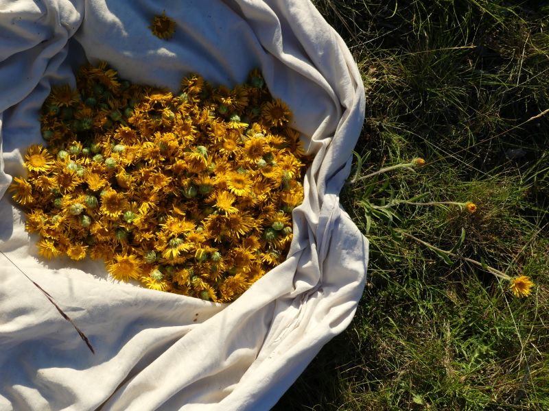 Elixir floral : Arnica de Provence 30ml – Image 2