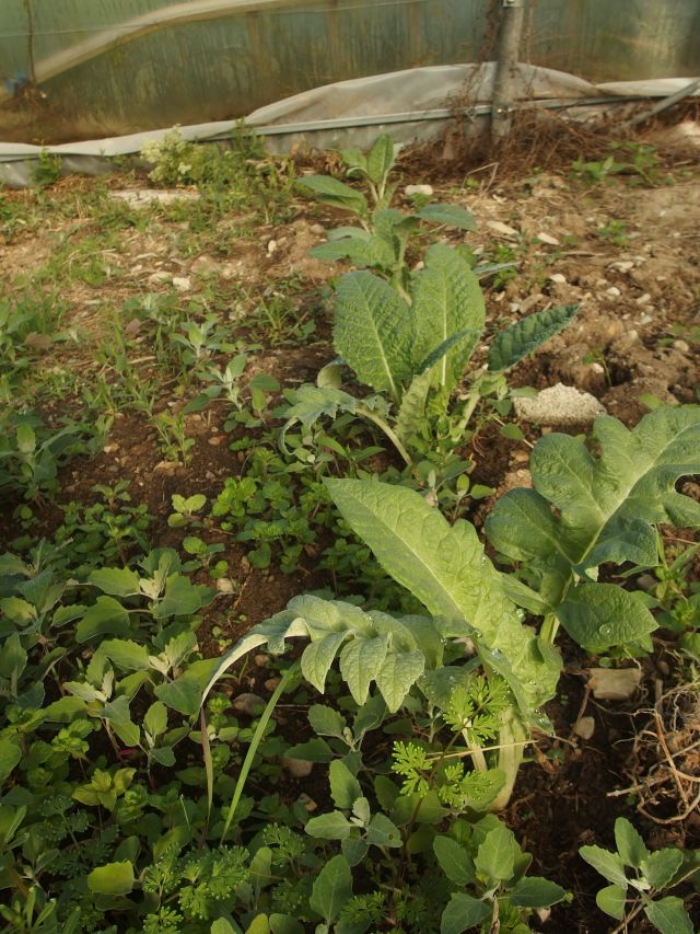 *Gélules bio : Artichaut (180 gélules) – Image 2